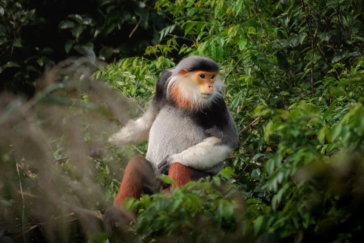 Money Langur Da Nang